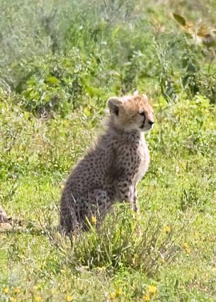 Serengeti-9479.jpg - isn't he cute??