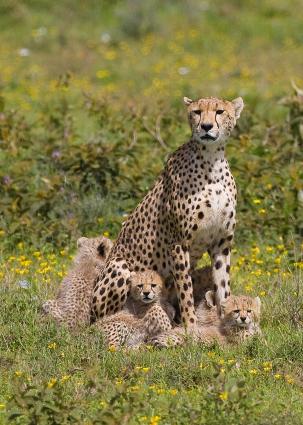 Serengeti-9597.jpg - Mom and the hungry kids(pose #2)