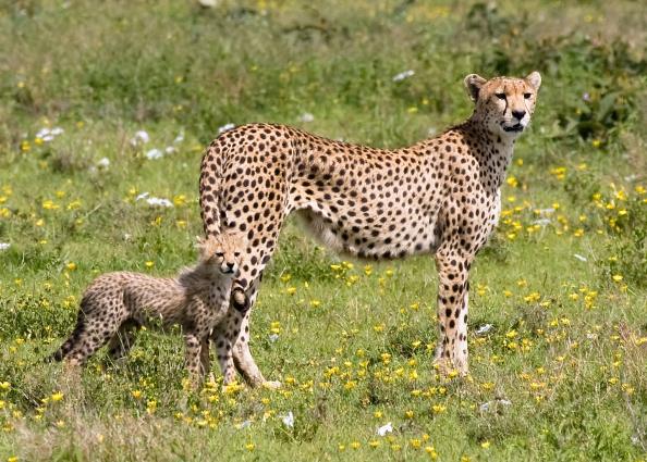 Serengeti-9614.jpg - Mom and big brother...