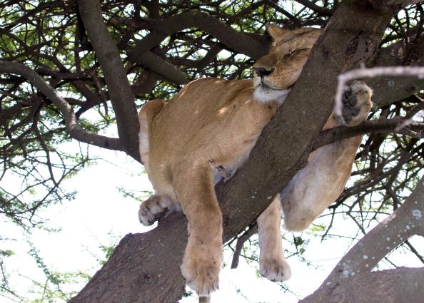 Serengeti-9754.jpg - now isn't that comfortable???