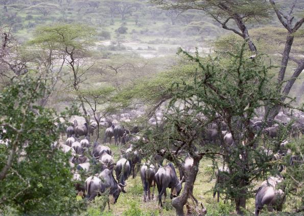 Serengeti-9781.jpg - Small herds of Wildebeast on the move