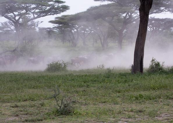 Serengeti-9805.jpg - Wildebeast on the move.