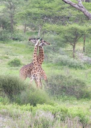 Serengeti-9817.jpg - Male Girgaffe fighting