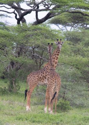 Serengeti-9826.jpg - they almost look like friends now