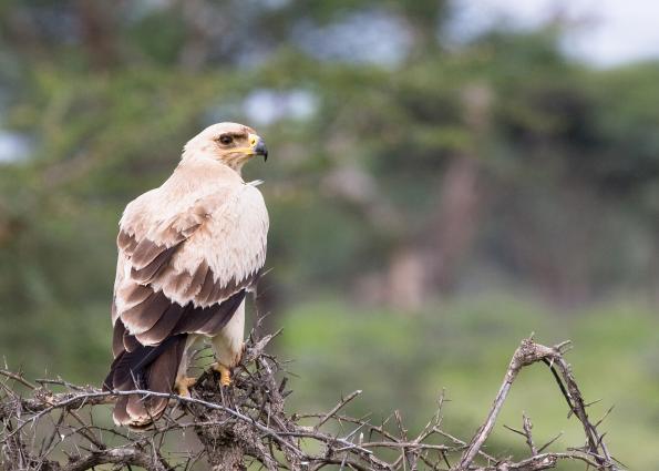 Serengeti-9902.jpg - Tawny Eagle