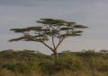 Serengeti-9948