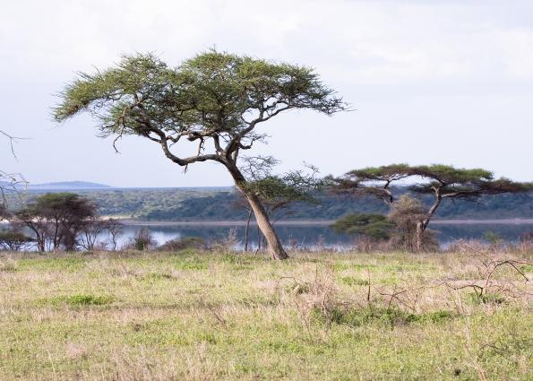 Serengeti-8984.jpg - view from Ndutu Lodge