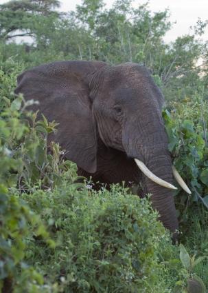 Ngorongoro-0226.jpg