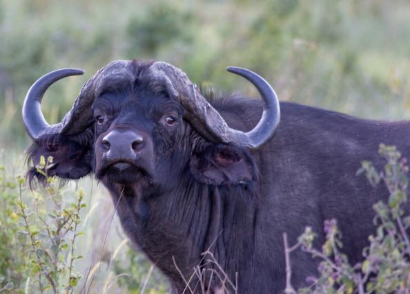 Ngorongoro-0233.jpg - Cape Buffalo