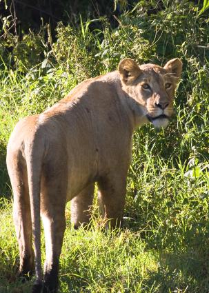 Ngorongoro-0328.jpg - looking for breakfast (not in a good mood)