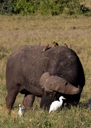 Ngorongoro-0370.jpg