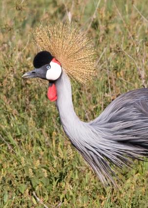 Ngorongoro-0462.jpg