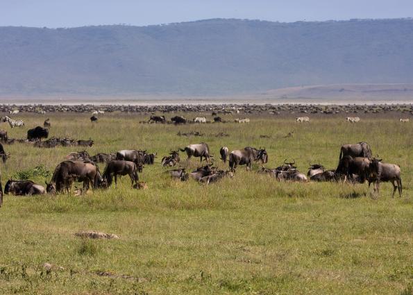 Ngorongoro-0528.jpg - in the crater, LOTS of animals