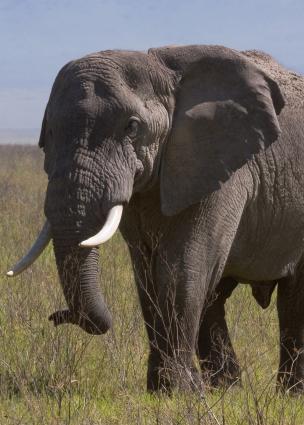 Ngorongoro-0589.jpg