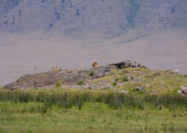 Ngorongoro-0829.jpg - Lion King