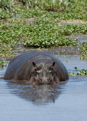 Ngorongoro-0902.jpg - daddy hippo (I think!!)