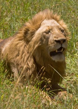 Ngorongoro-1025.jpg - Big Daddy is getting hungry, again!!!