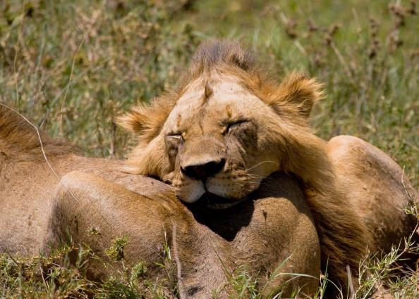 Ngorongoro-1057.jpg - sleeping off our last meal