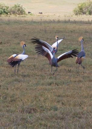 Ngorongoro-1069.jpg