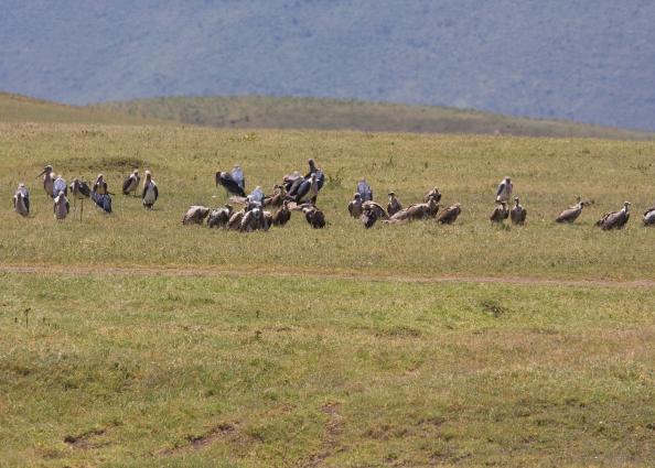 Ngorongoro-1118.jpg - The vultures are waiting!