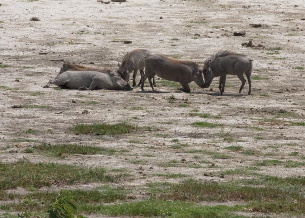 Arusha-6629.jpg - Warthogs