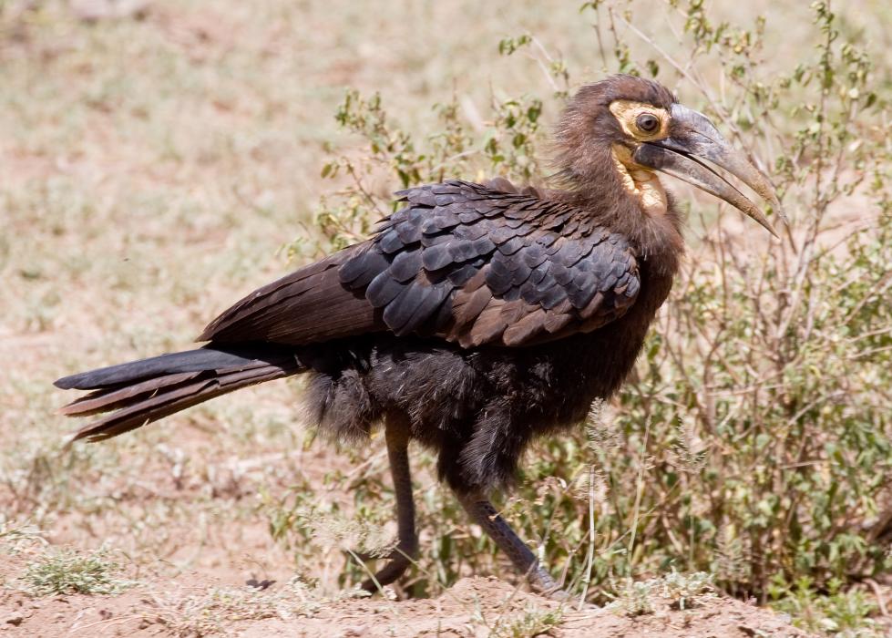 Mamyara-4034.jpg - Inmature Ground Hornbill