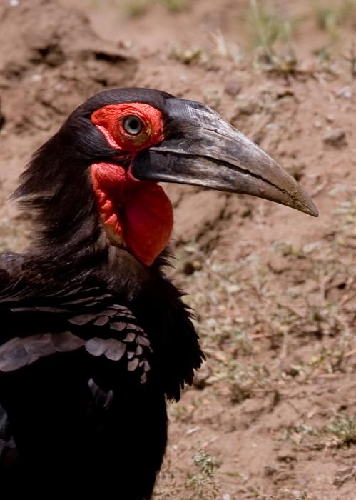 Mamyara-4044.jpg - Ground Hornbill