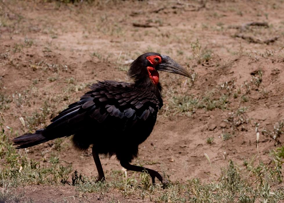 Mamyara-4046.jpg - Ground Hornbill