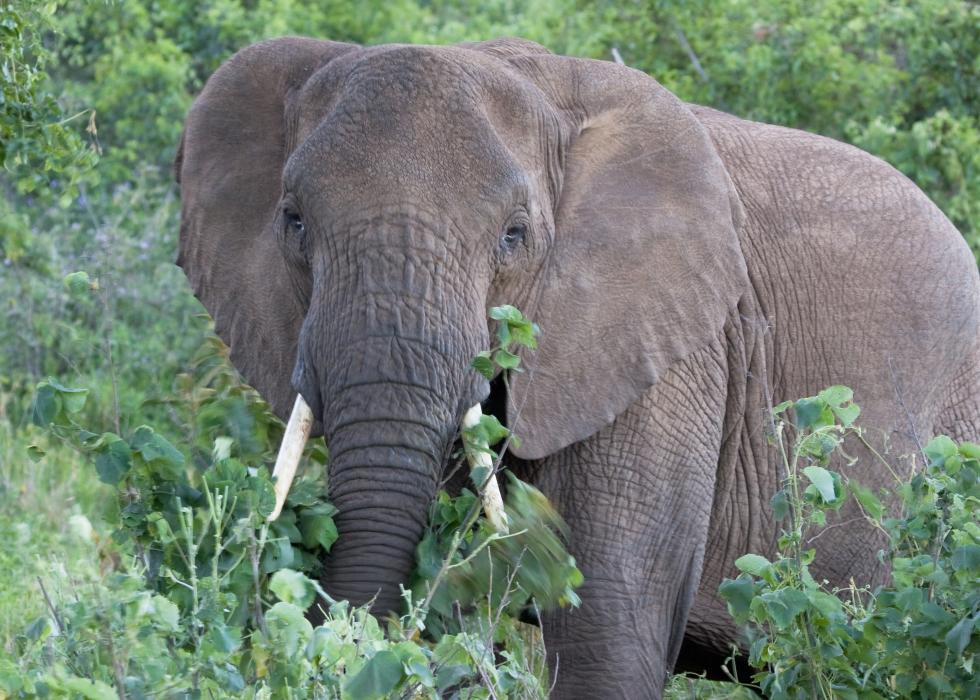 Ngorongoro-0220.jpg - Elephant on the drive into the Crater