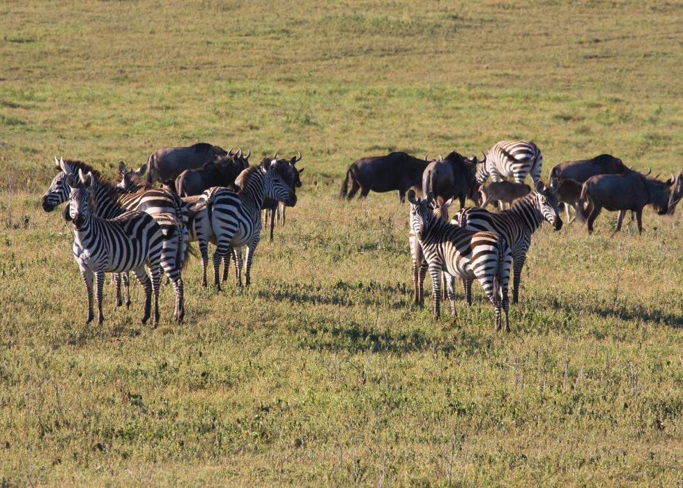 Ngorongoro-0301.jpg