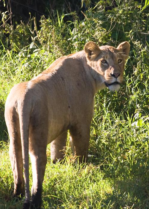 Ngorongoro-0328.jpg