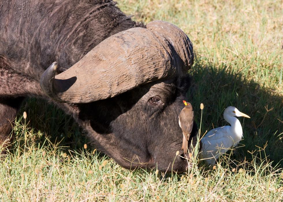 Ngorongoro-0404.jpg - Yelow-billed Egret with Yellow-billed xpeckers on Cape Buffalo