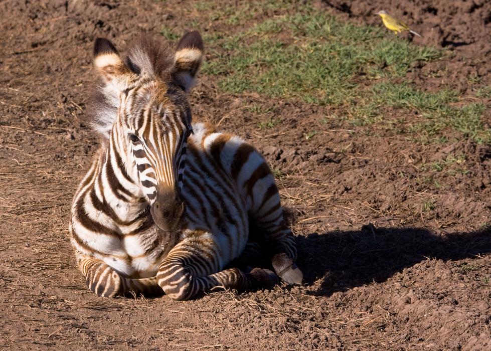 Ngorongoro-0431.jpg