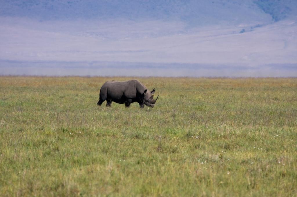 Ngorongoro-0525.jpg