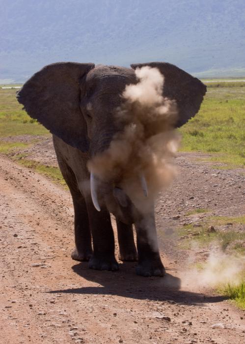 Ngorongoro-0619.jpg - Dust bath