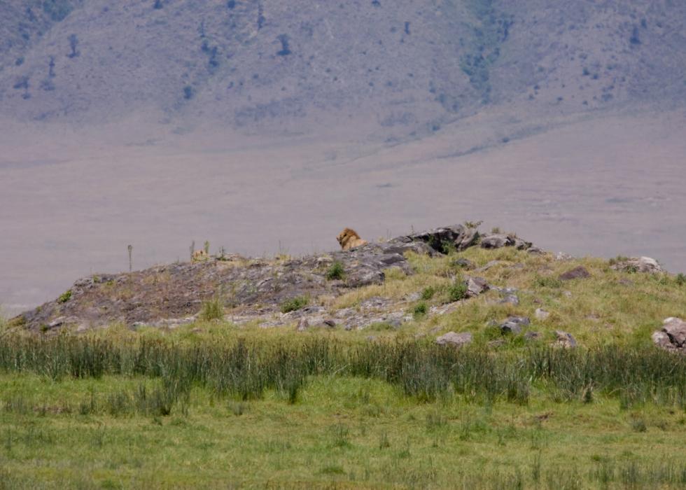 Ngorongoro-0829.jpg - Lion King