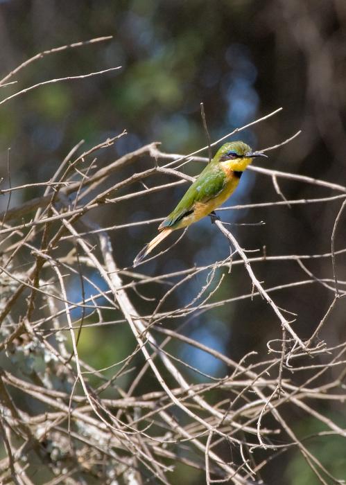 Ngorongoro-1109.jpg - Little Bee-eater