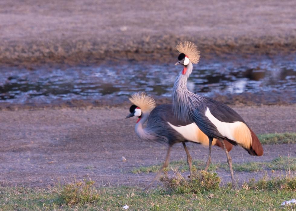 Serengeti-0086.jpg