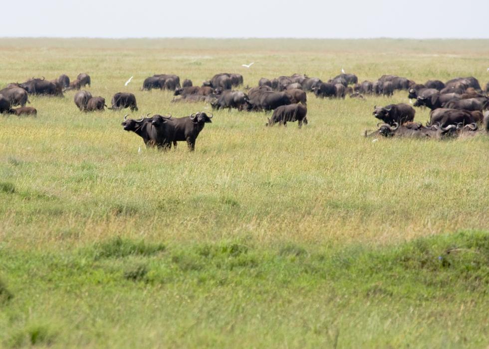 Serengeti-7261.jpg - Cape Buffalo