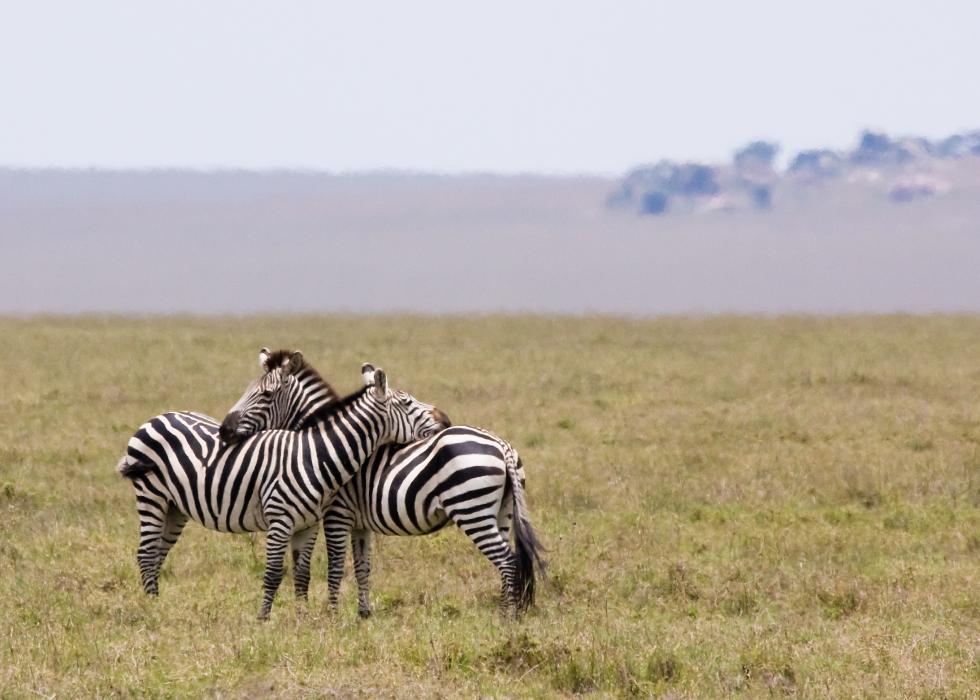 Serengeti-7372.jpg