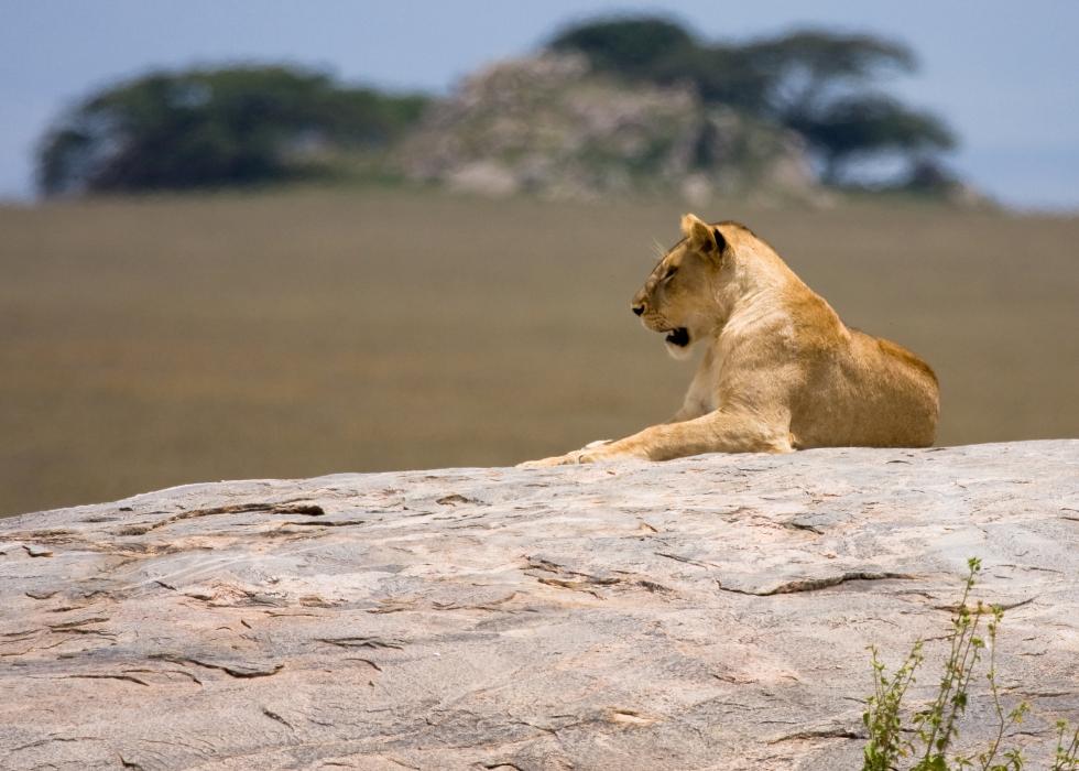 Serengeti-7447.jpg - We had lunch and walked around the Kopje in the distance not knowing there were lions nearby.