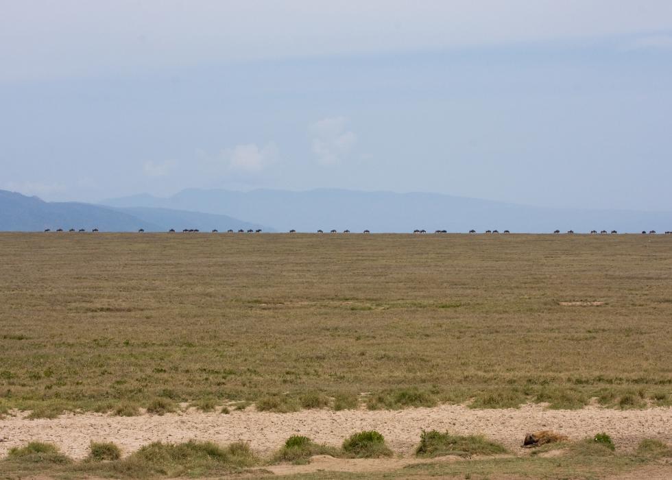 Serengeti-7497.jpg - Wildebeest walking in single file on the horizon.