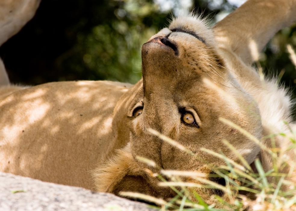 Serengeti-7513.jpg - More lions with a fresh kill in this Kopjie.