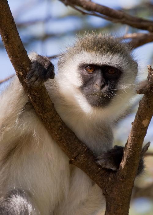 Serengeti-7800.jpg - Black-faced Vervet monkey