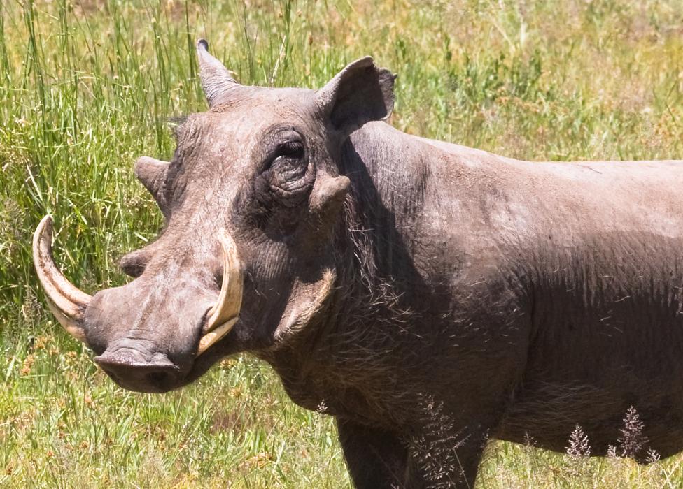 Serengeti-8130.jpg - Warthog