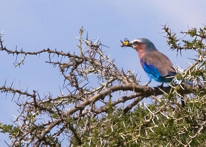 Serengeti-8147.jpg - Lilac-breasted Roller