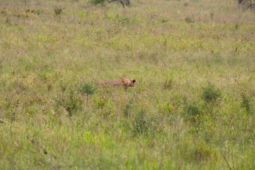 Serengeti-8437.jpg