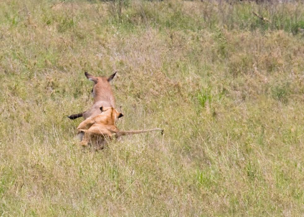 Serengeti-8456.jpg