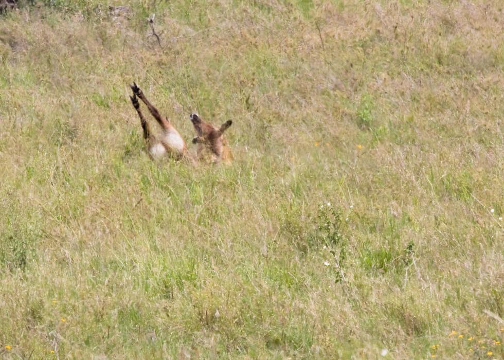 Serengeti-8465.jpg