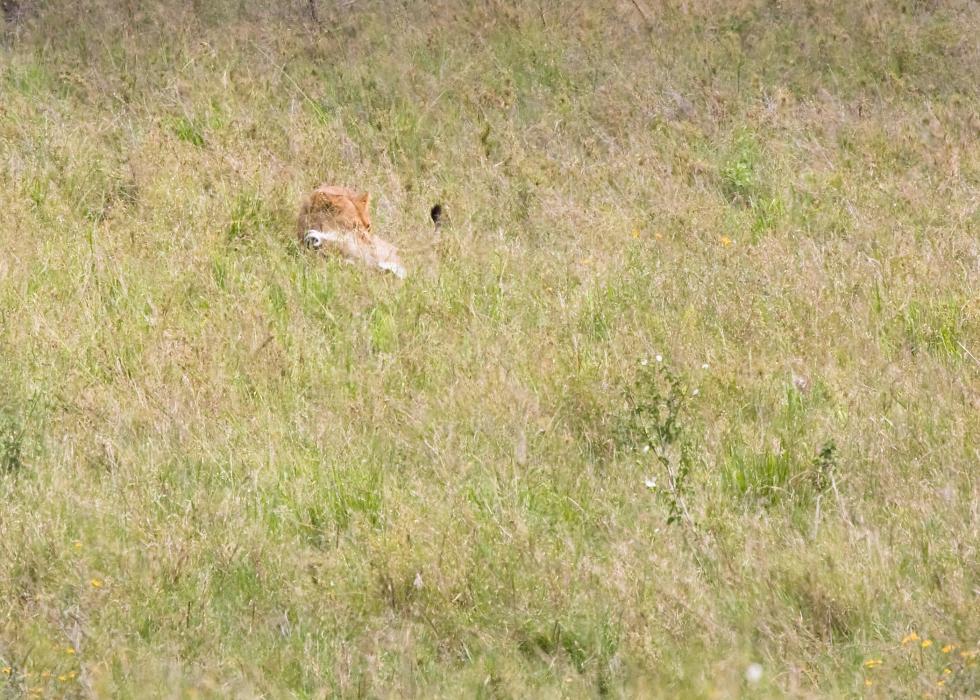 Serengeti-8468.jpg